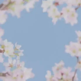 4月誕生花桜の背景